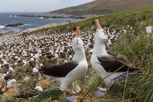 028 Falklandeilanden, Steeple Jason, wenkbrauwalbatrossen.jpg
